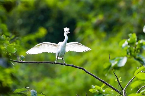 В природном мангровом заповеднике Ванлонг, уезд Жавиен, провинция Ниньбинь, обитают разные виды птиц. (Фото: ВИА)
