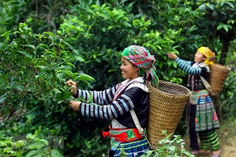 Люди собирают чай с древних чайных деревьев Шантует. (Фото: Тхе Зует / ВИА)