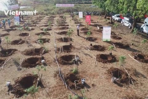 Запуск кампании посадки деревьев «Мечта леса» для зеленого Вьетнама