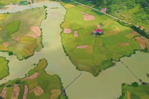Сезон спелого риса в общине Нгоккон, уезд Чунгкхань, провинция Каобанг. (Фото: ВИА)