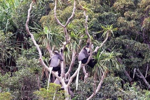 Черноногий доук лангур, редкое животное, обитающее в биосферном заповеднике Нуичуа, нуждается в охране. (Фото: Конг Ту / ВИА)