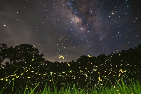 Движение Млечного Пути в небе объединяет свет светлячков под лесной травой. (Фото: vnexpress.net)