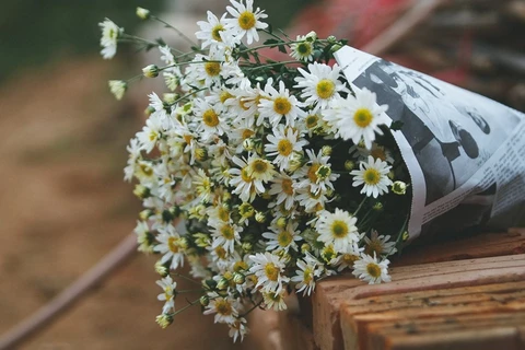 Ханой в сезона хризантема «хоами». Фото dantri.com.vn