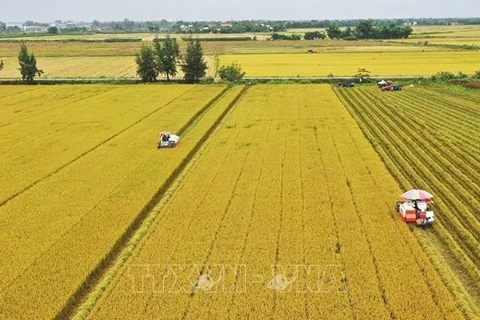 Фермеры в Туа Тхиен-Хюэ собирают летне-осенний рис на поле. (Фото: ВИА)