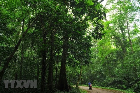 Богатая и разнообразная флора типична для тропических лесов национального парка Кукфыонг. (Фото: Минь Дык / ВИА)