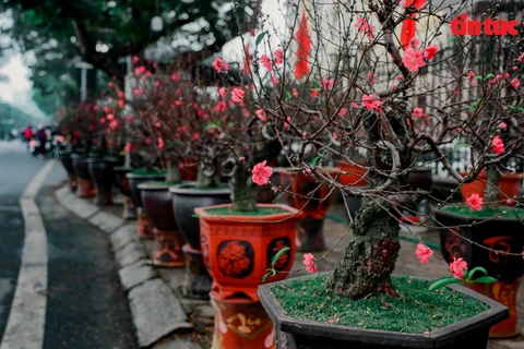 В цветочном саду Лак Лонг Куан в основном продаются сакуры. (Фото: Газета Tin tuc/ ВИА) 