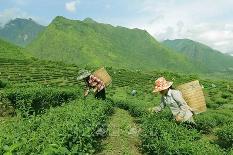 Плантация чая Тамдыонг (провинция Лайтьяу) помогает этническим меньшинствам вырваться из бедности и разбогатеть. (Фото: ВИА)