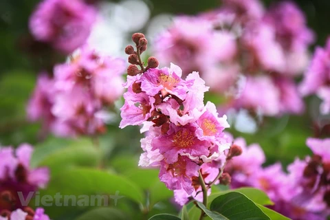 Цветы лагерстрёмии носят разные оттенки сиреневого цвета, от самого бледного до фиолетового. (Фото: Vietnam+)