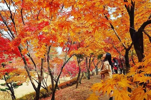 Сезон красных листьев в РК. (Фото: Tiеn Phong Travel)