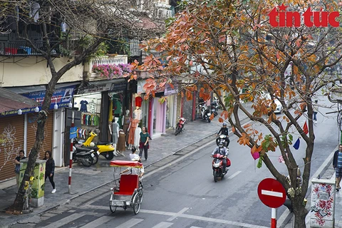 Красная и желтая листва переплетаются на углу улицы. (Фото: Báo tin tức)