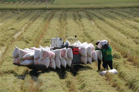 Фермеры собирают осенне-зимний рис. (Фото: ВИА)
