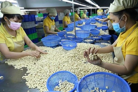 За восемь месяцев экспорт кешью из Вьетнама достиг почти 396 000 тонн на сумму почти 2,3 миллиарда долларов США, что на 15,5% больше по объему и на 11,3% по стоимости по сравнению с аналогичным периодом прошлого года. (Фото: ВИА)