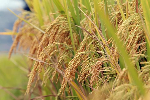 Тяжелые золотистые колоски риса сигнализируют о богатом урожае. (Фото: ВИА)