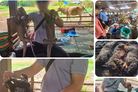 В роли покупателя дикого мяса, репортер VietnamPlus стал свидетелем торговли дикими животными на рынке Бан Хок. (Фото: Vietnam+)