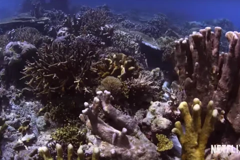 Фильм "В поиске коралловых рифов". (Скриншот) 