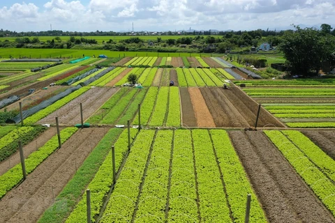 Район безопасного выращивания овощей в коммуне Куангтхань, район Куангдиен. (Фото: ВИА)