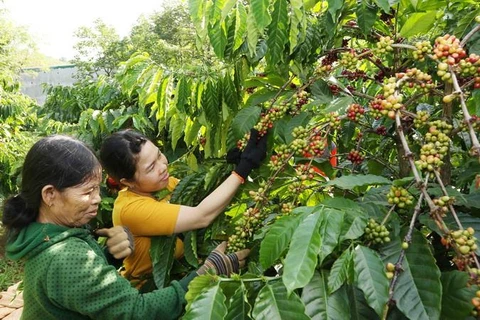 Вьетнамское кофе высоко оценено в мире. (Фото: ВИА)