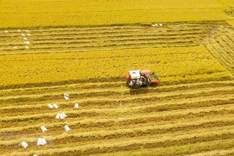 Сбор риса зимне-весеннего сезона 2019-2020 гг, средняя урожайность на уровне 7,5 тонн с гектара. (Фото: ВИА) 