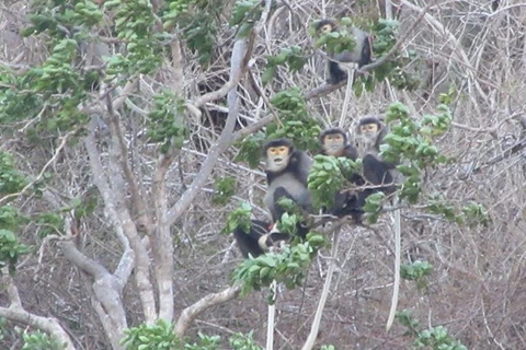 Лангуры появляются в более чем 20 местах и живут по небольшим группам, в каждой из которых по пять-семь особей, включая беременных матерей и маленьких лангуров.