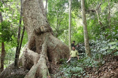 Общая площадь леса во Вьетнаме достигает 14,6 млн. га в 2019 год. (Фото: ВИА)