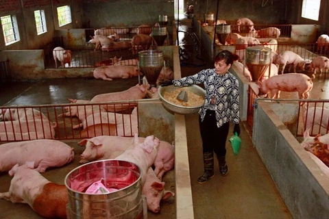 По данным Министерства сельского хозяйства и развития деревни, во Вьетнаме по состоянию на апрель насчитывается 24,89 млн. голов свиней, что почти на 20% меньше по сравнению с 31 млн. голов свиней на конец 2018 года. (Фото: ВИА)
