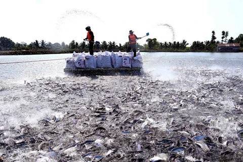 Фермеры кормят рыбу в районе Чомой, в провинции дельты Меконга Анжанг (Фото: ВИА)