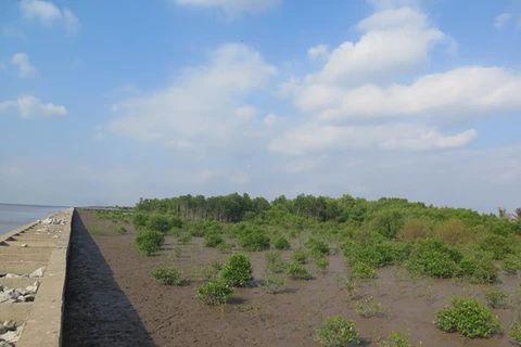 Мангровый лес в самой южной провинции Камау (Фото: ФАР)