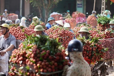Личи – вместе с драконими фруктами, манго и лонган, экспортируется в Таиланд (Фото: ВИА)
