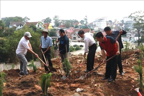 Руководители провинции Ламдонг приняли участие в акции по посадке деревьев в честь 130-летия со дня рождения покойного президента Хо Ши Мина. (Фото: ВИА)