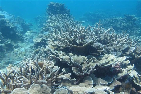 Кораллы в водах Национального парка Нуитюа. (Фото: Нгуен Тхань/ВИА)