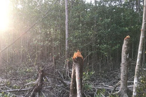 Незаконное рубка деревьев в защитном лесу Тамжанг. (Фото: Тхе Ань/ВИА)