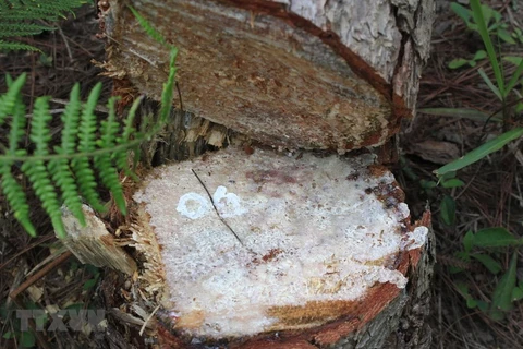 Трехлистная сосна, незаконно вырублена в лесу Ламдонг. (Фото: Данг Туан / ВИА)