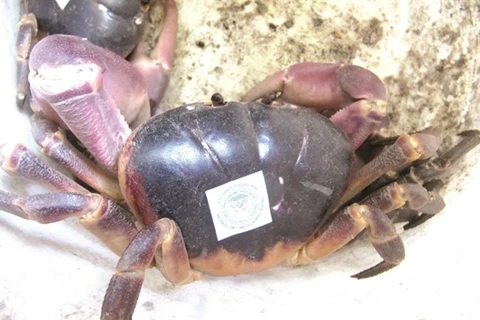 Сухопутный краб (Gecarcoidea lalandii) - ракообразное с фиолетовым панцирем - маркируется для продажи на островах Чам у побережья Хойана. (Фото: ВИА)