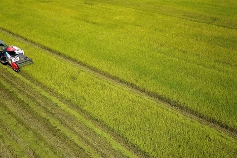 Уборка урожая риса в районе Кимшон северной провинции Ниньбинь. (Фото: ВИА)