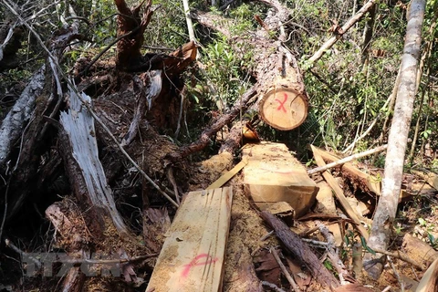 Дерево пому было срублено браконьерами в подрайоне № 1219 лесхоза “Кронгбонг”. (Фото: Туан Ань / ВИА)