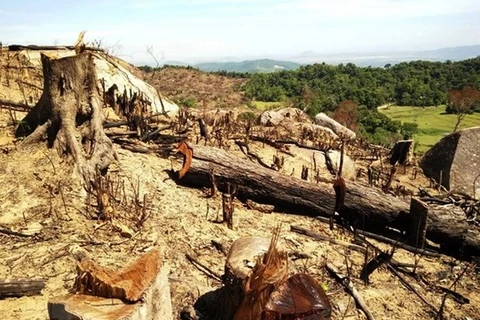 Незаконная вырубка леса в Центральном нагорье. (Фото: ВИА)
