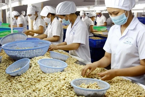 Рабочие обрабатывают орехи кешью на экспорт (Фото: ВИА)