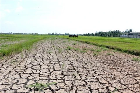 Засуха в провинции дельты Меконга в Бенче. (Фото: ВИА)