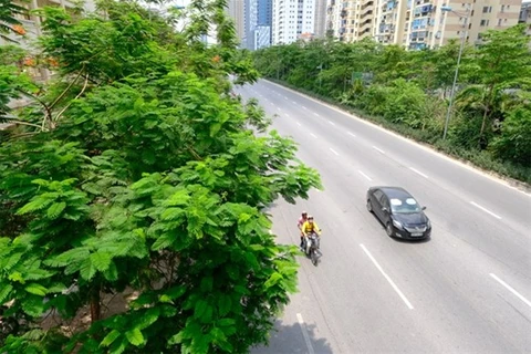 Недавно посаженные деревья на улице Во Чи Конг. (Фото: ktdt.vn)