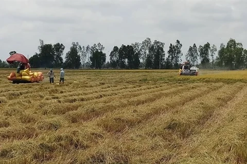 Сбор урожая зимне-весеннего риса 2019-2020 в районе Фыоклонг в провинции Баклиу. (Фото: ВИА)