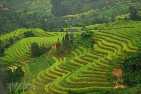 Террасные поля в северной горной провинции Хажанг (Фото: ВИА)