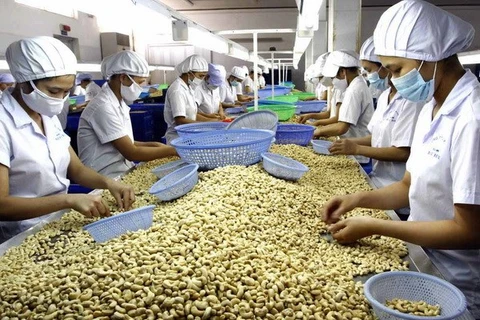 Переработка орехов кешью на экспорт (Фото: ВИА)