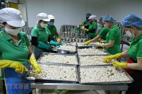 Рабочие перерабатывают свежий личи на экспорт на фабрике Vifoco Export-Import JSC в провинции Бакджанг (Фото: ВИА)