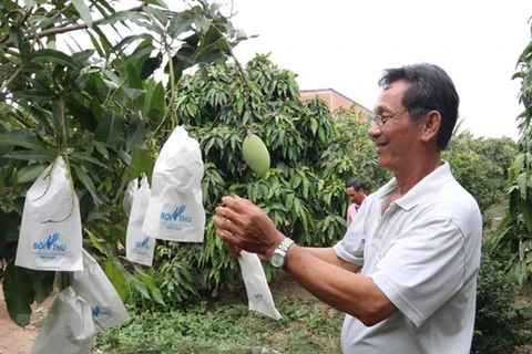Фермер накрывает манго бумажными пакетами на ферме в районе Кайбе, провинция Тяньзан в дельте Меконга (Фото: ВИА)