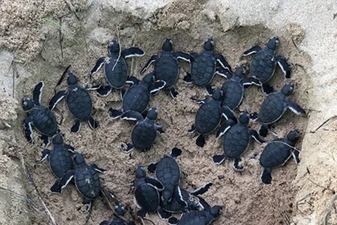 Детенышей черепах выпускают в море (Фото: laodong.vn)