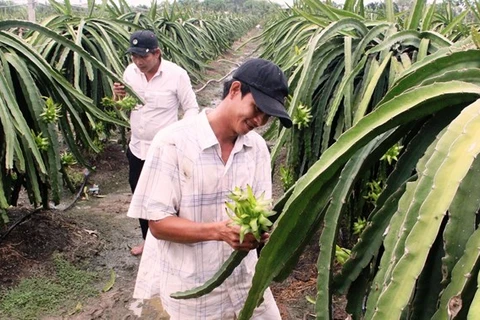 Ферма по выращиванию драгонфрута в районе Чаутхань в Лонгане (Фото: baolongan.vn)