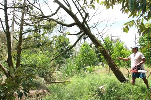 Вырубка поврежденных дурианов в районе Чаутхань провинции Бенче (Фото: ВИА)