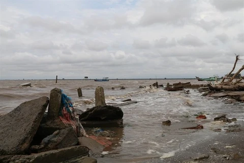 Эрозия - один из факторов, который привел к потере защитных лесов в прибрежной зоне в районе Гоконгдонг в провинции Тьенжанг (Фото: ВИА)