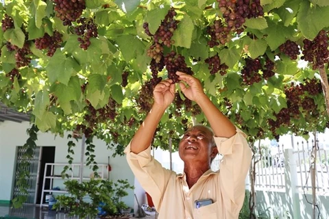 Высококачественный сорт винограда NH 01 - 26, выращиваемый в рамках эксперимента в провинции Ниньтхуан. (Фото: ВИА)