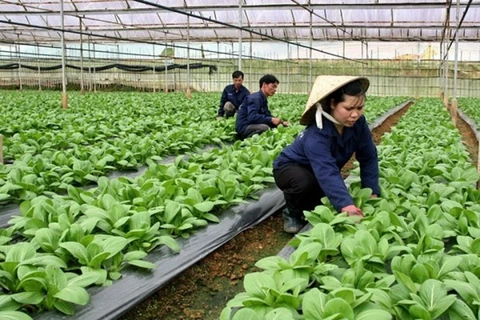 Согласно прогнозам, в 2021 году сельское хозяйство Ханоя вырастет как минимум на 3% (Фото: baodautu.vn)